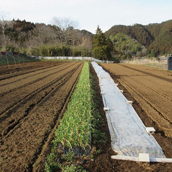 耕作地 下恩方町